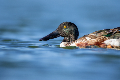 858开奖结果最新公布,今日幸运号码揭晓 858开奖结果最新公布,今日幸运号码揭晓