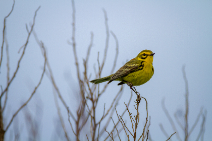 826彩票开奖网站最新官方开奖信息查询
